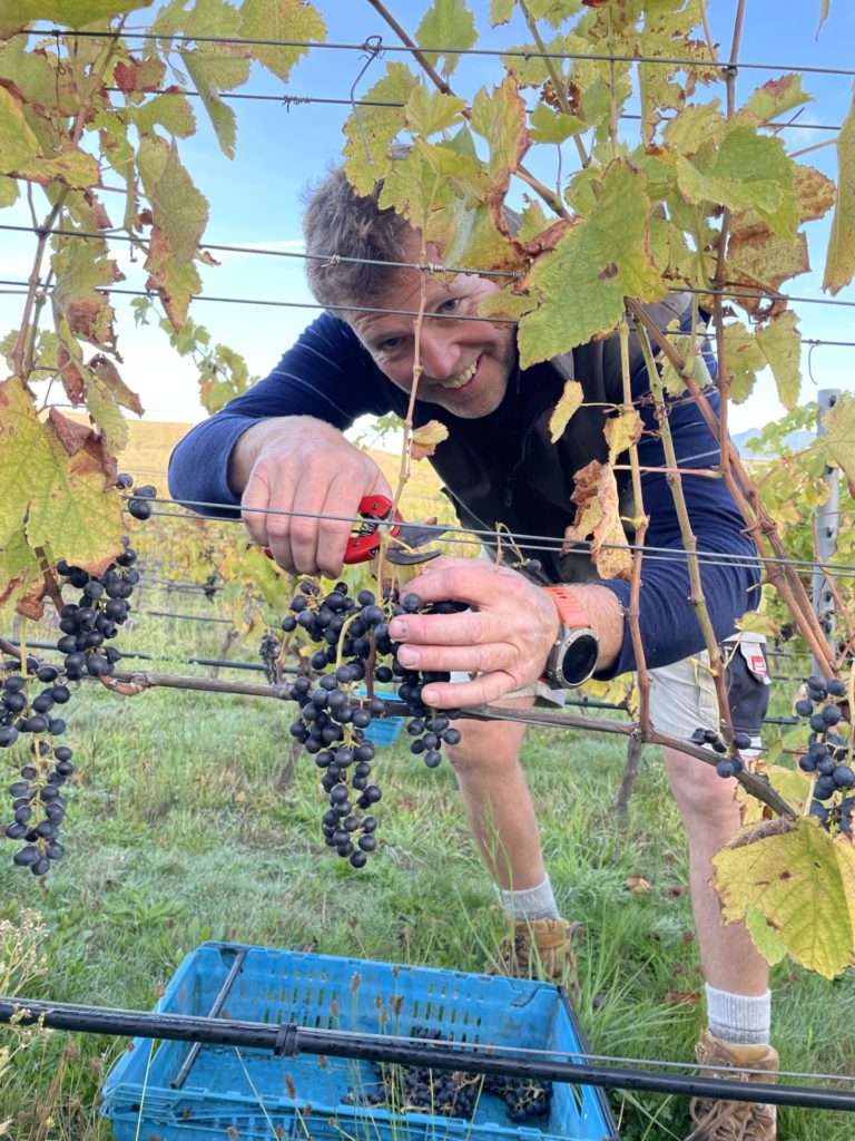 Photo of Crispin picking some grapes